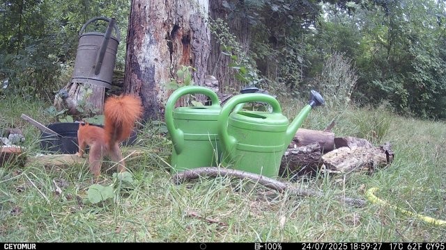 Eichhörnchen ganz neugierig , Foto: Birgit Emig
