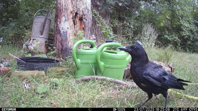 Rabenkrähe badend, Foto: Birgit Emig