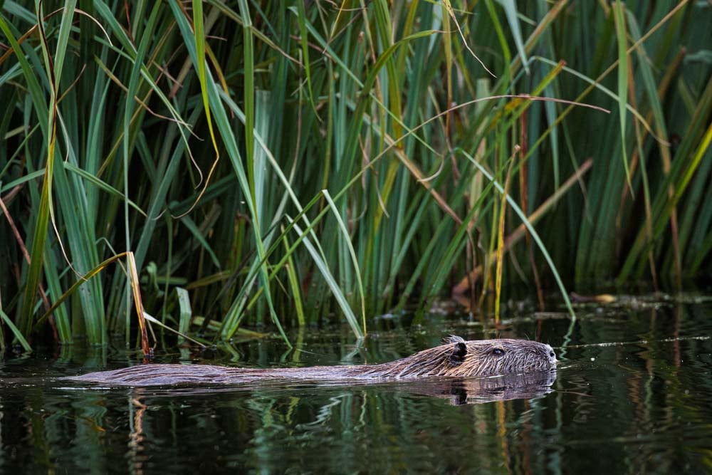 Nutria