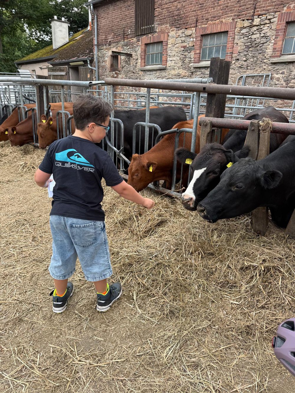 auch Jan möchte Rinder füttern