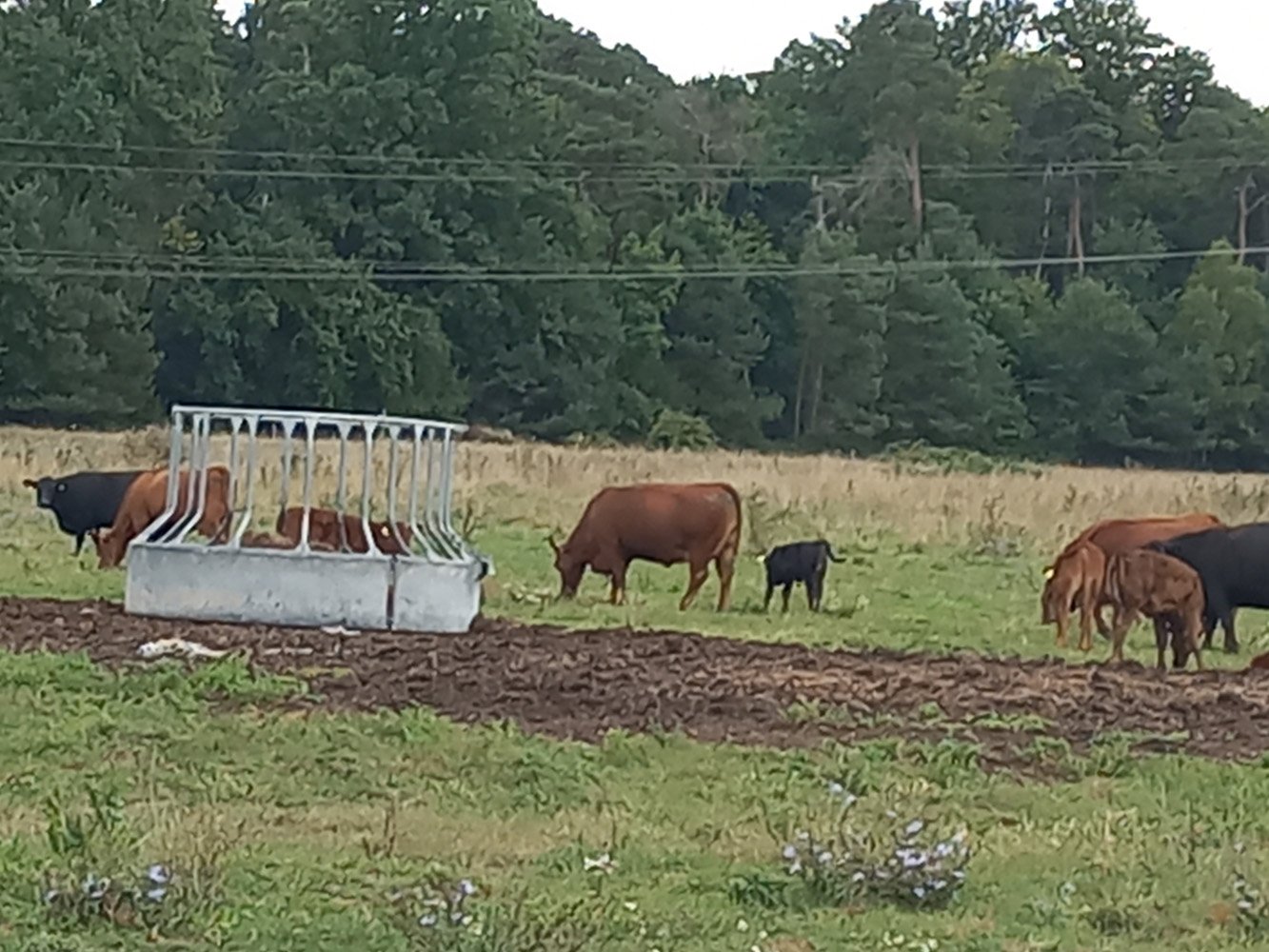Mutterkühe mit ihren Kälbern