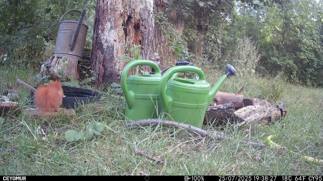 Eichhörnchen ganz neugierig , Foto: Birgit Emig