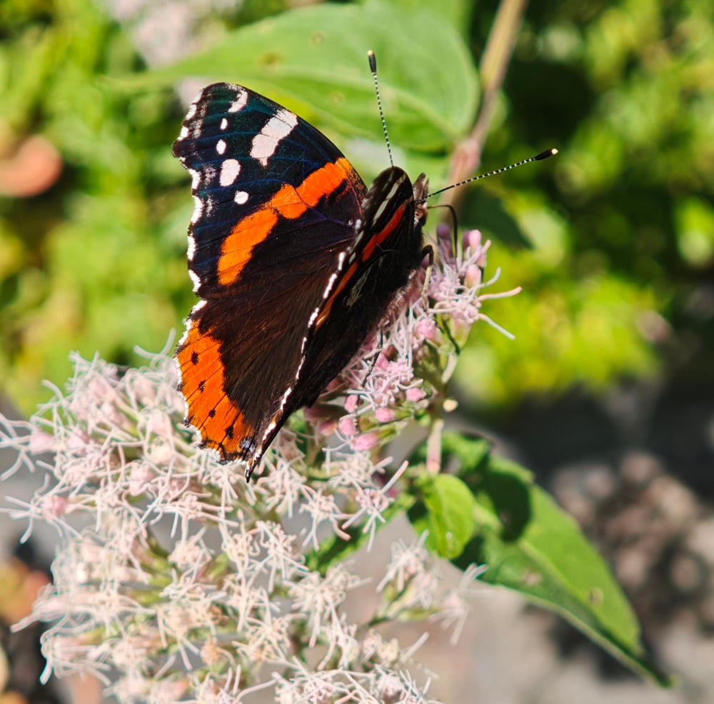 dmiral auf Wasserdost, Foto: Friederike Wolf