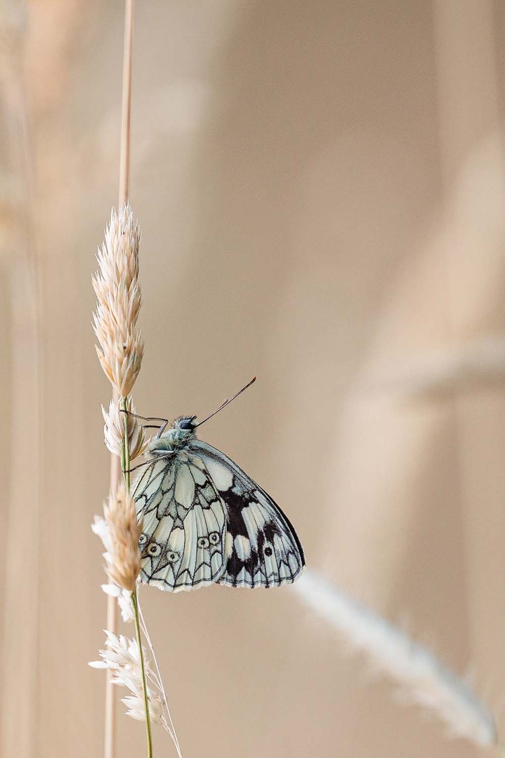 Schachbrett melangaria 