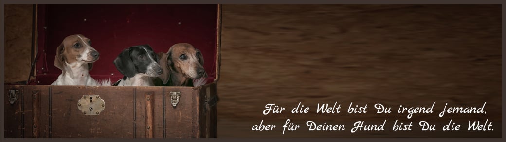 Dackelzucht am Bodensee