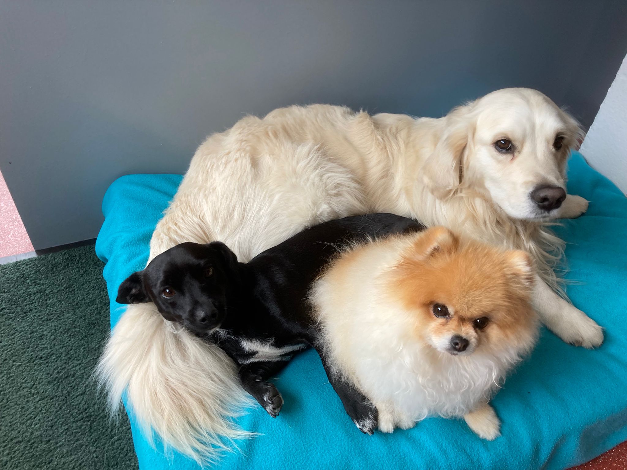 Prinz Emil mittendrin