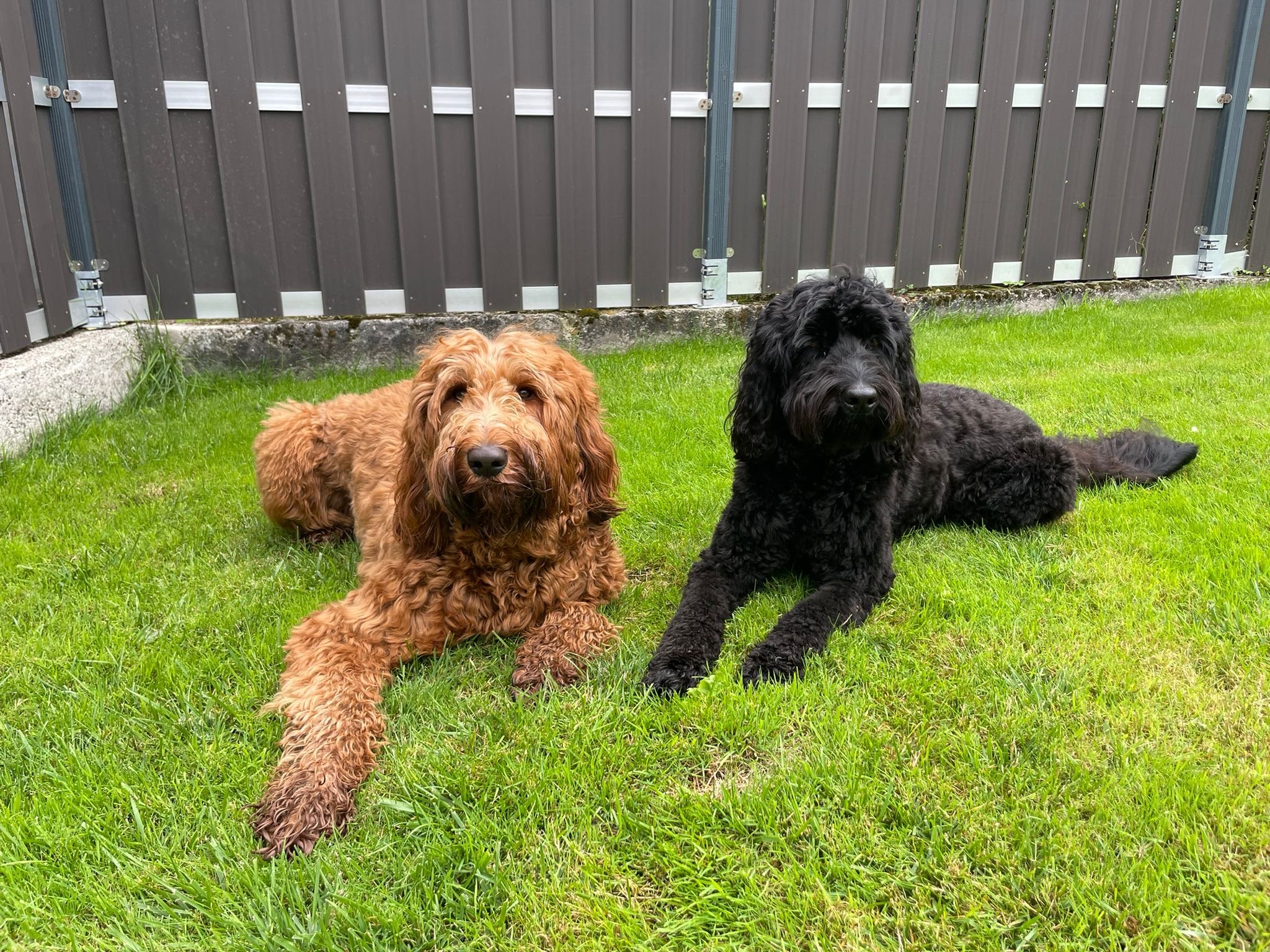 australian cobberdogs