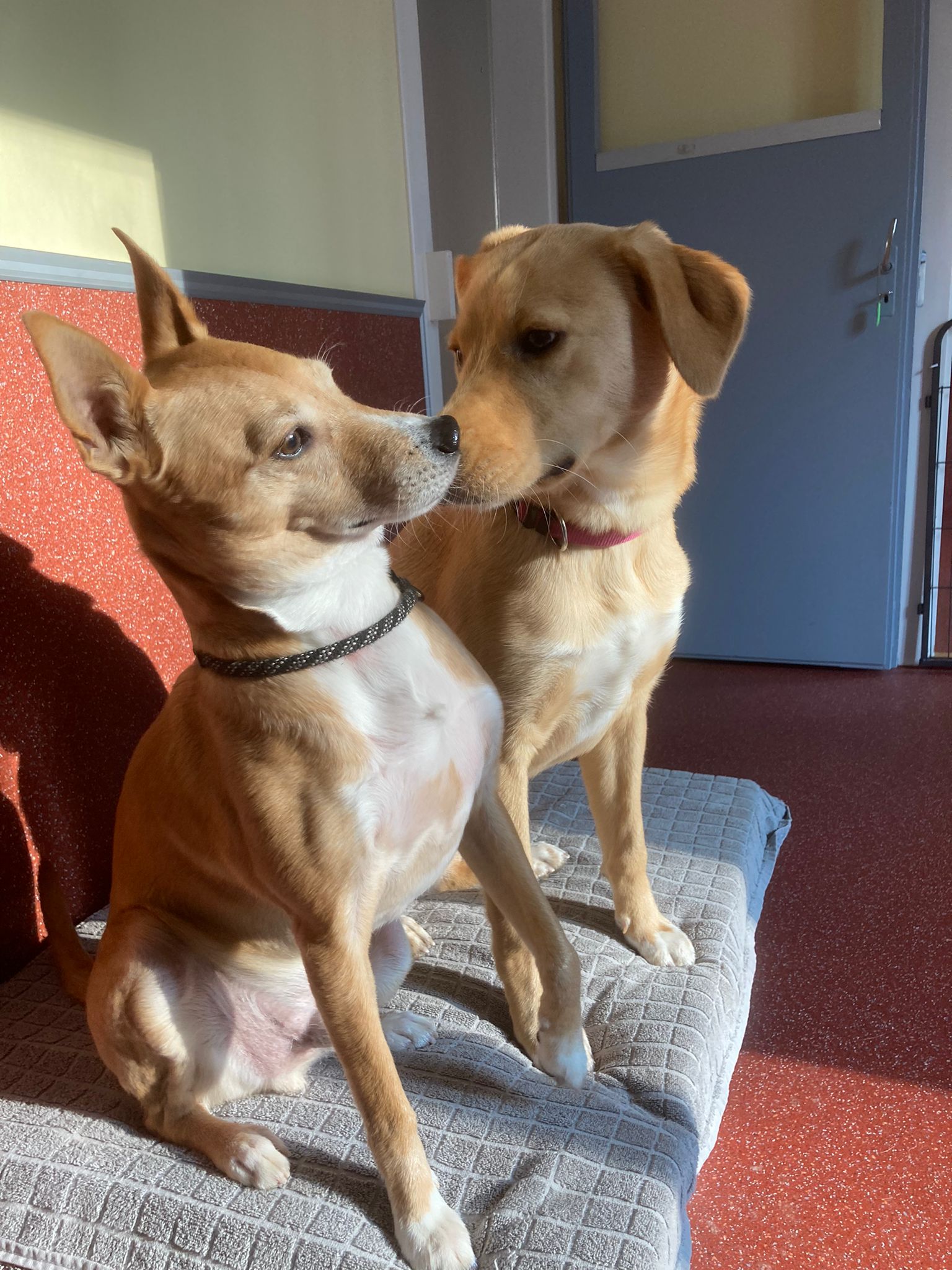 die beiden hatten sich gern