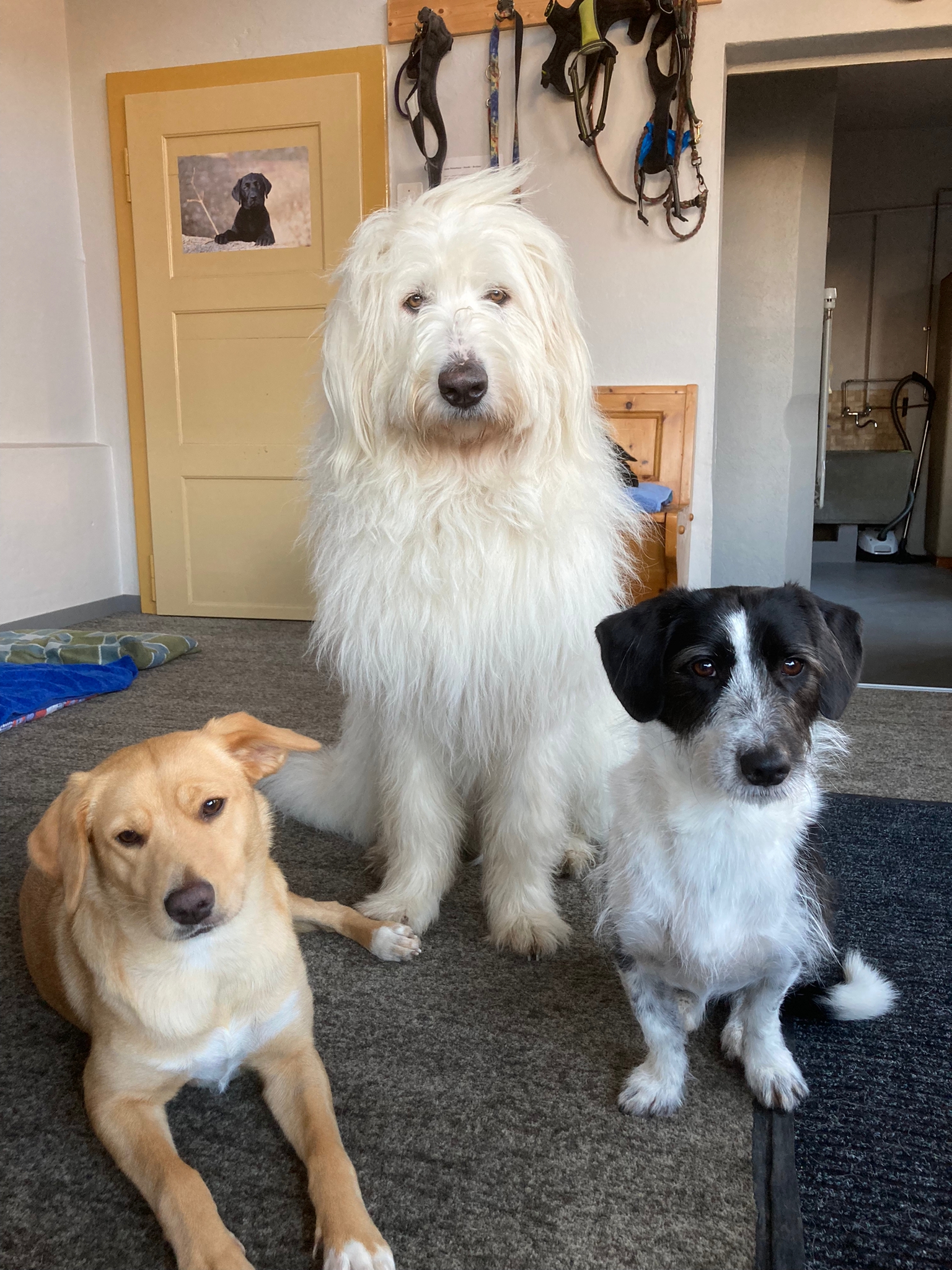 die schönste Frisur hat......