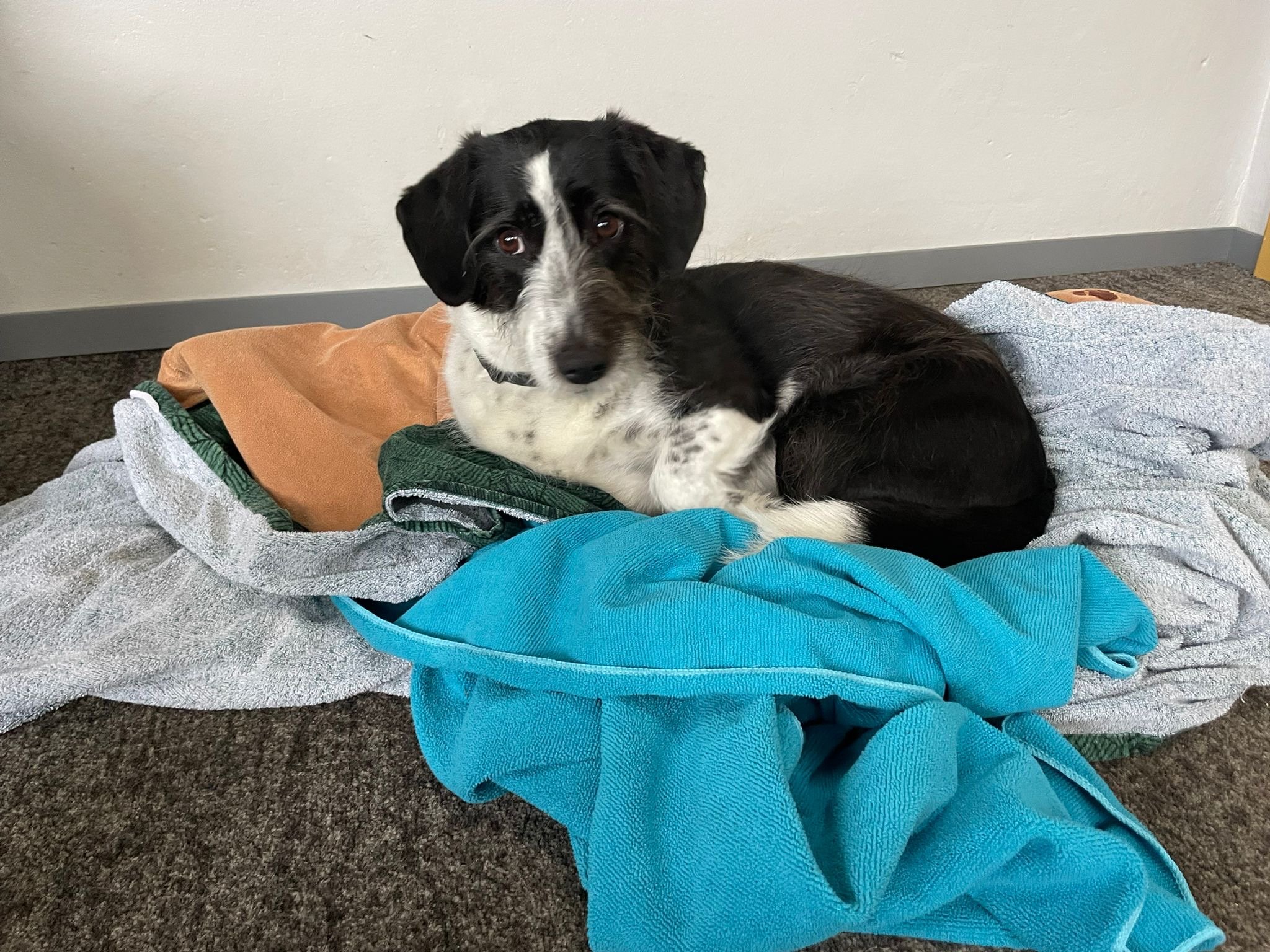 das Bett war viel zu ordentlich