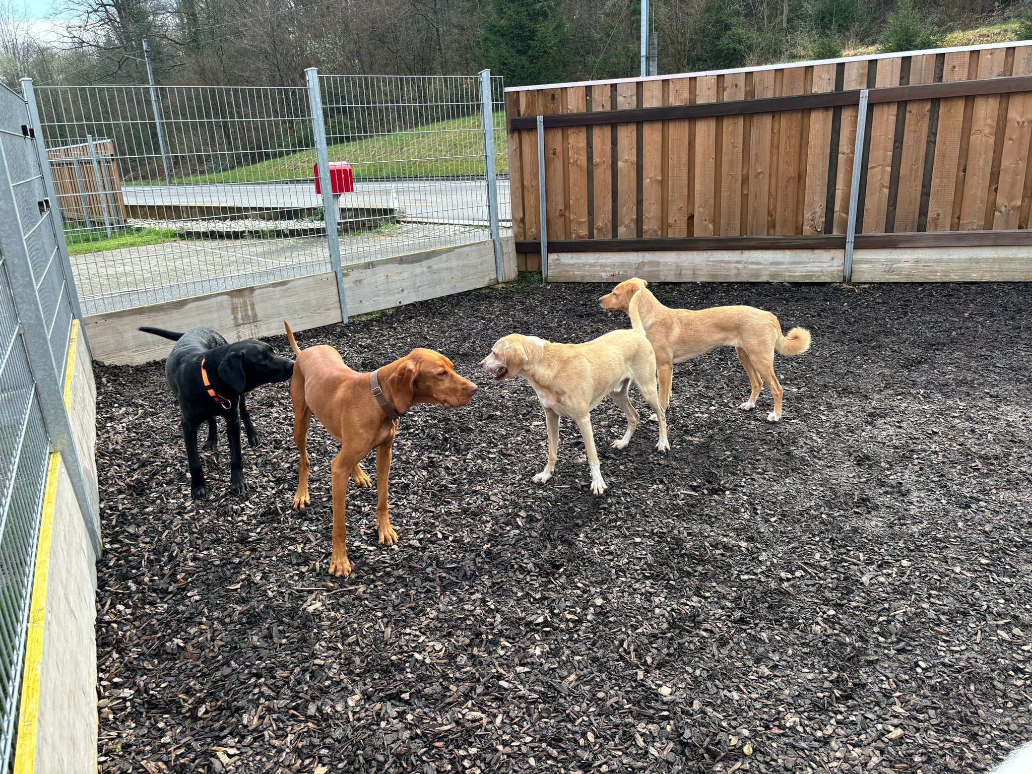 auf dem Schnitzelplatz