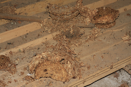 Hornissen-Bau. Diese Bauten vom Vorjahr sind verwaist und müssen entfernt werden, da teilweise der komplette Kasten zugebaut ist.