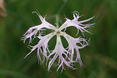 Prachtnelke (Foto: M. Herzig)