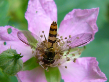 Meliscaeva cinctella weibl. (Foto: Dr. G. Merkel-Wallner)
