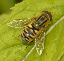 Parhelophilus frutetorum weibl. (Foto: Dr. G. Merkel-Wallner)