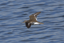 Flussuferläufer im Flug