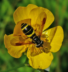 Chrysotoxum bicinctum weibl. (Foto: Dr. G. Merkel-Wallner)