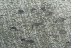 Saatgans Anser rossicus (Bildmitte) unter Graugänsen, seit kurzem als eigene Art Tundrasaatgans geführt. Foto: Marcel Püls