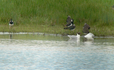 Kiebitze und Lachmöwen