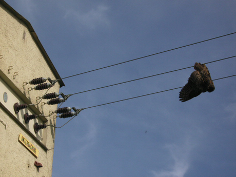 Unterdaching, 11. Mai 2012 Foto und Meldung: Dieter Aichner