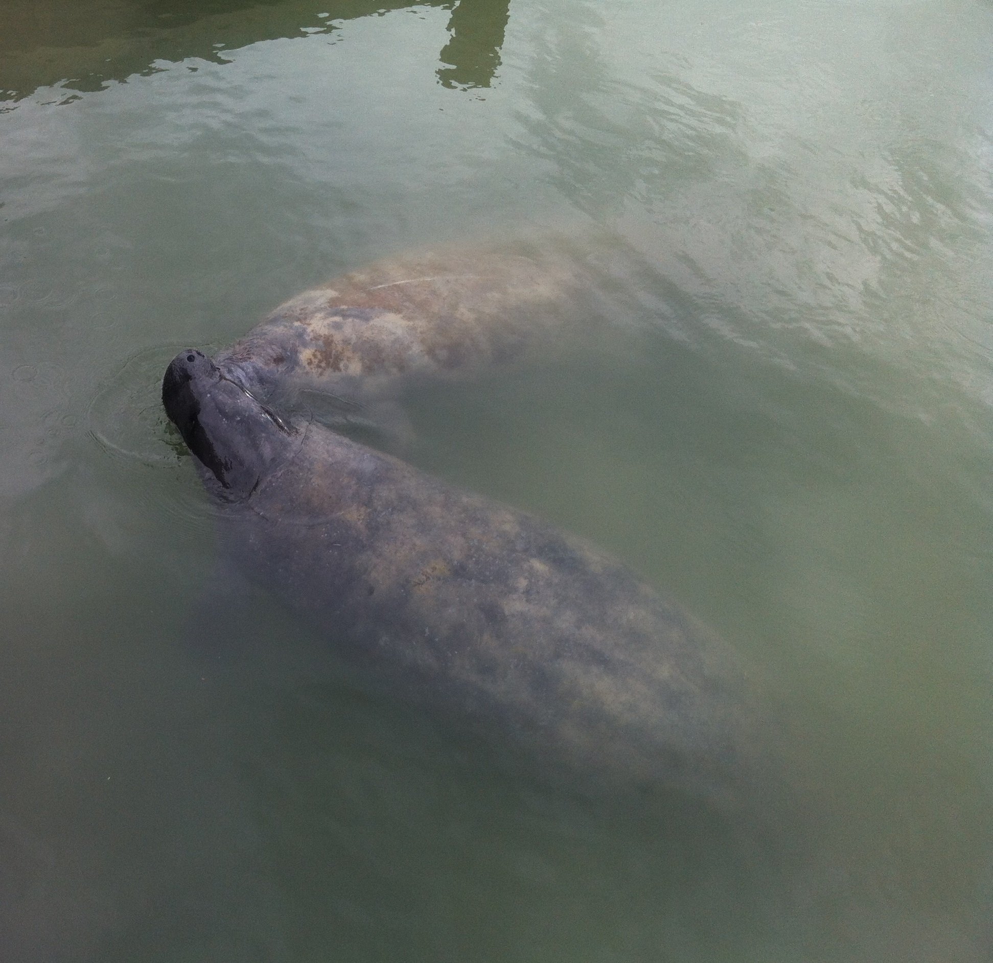 Manatees