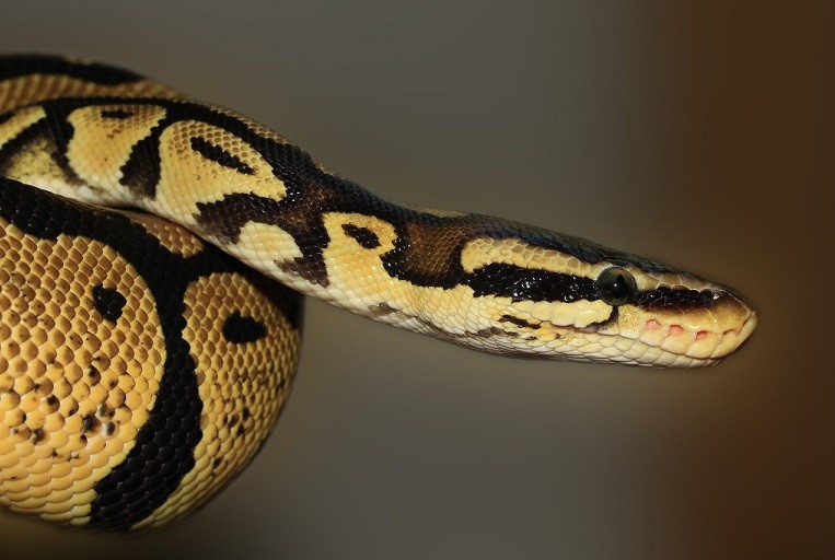 Наг Панчами 2024. Нага ягья 9 августа 2024