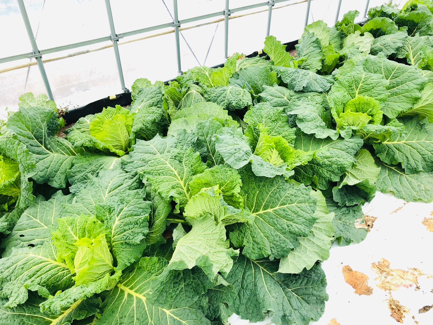 親子で冬野菜収穫体験