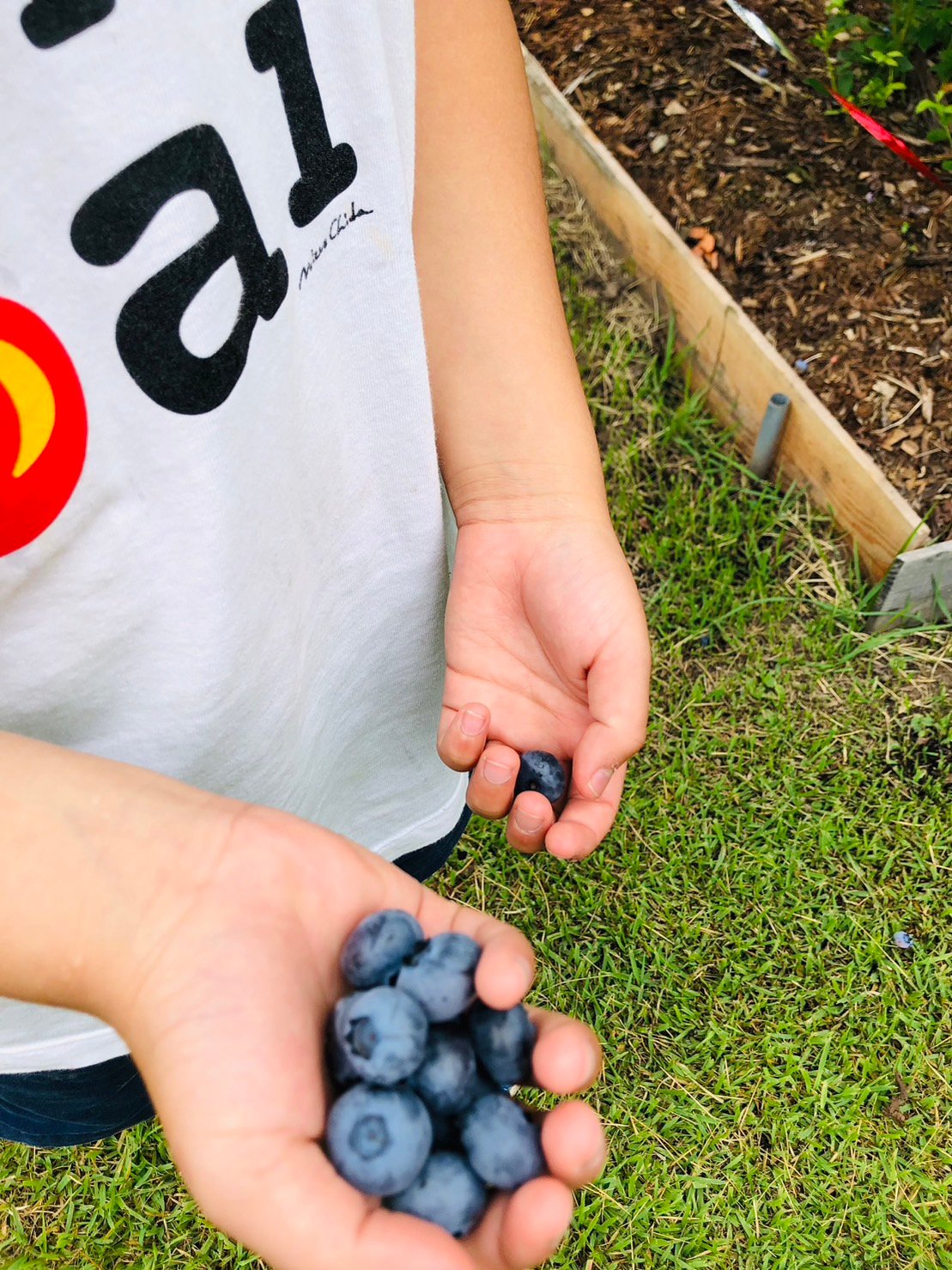 大沼ファームブルーベリーガーデン"2023"オープニング