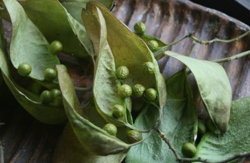 アオギリの実　／　凸凹楕円皿