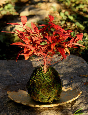 苔玉　／　葉あわせ皿