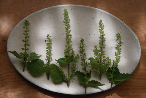 穂ジソ　／　白マット楕円平皿