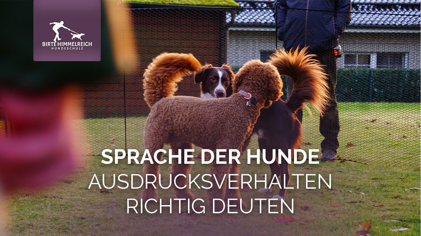 Seminar: Sprache der Hunde – Ausdrucksverhalten richtig deuten