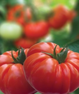 production plants légumes 35140 rives du couesnon