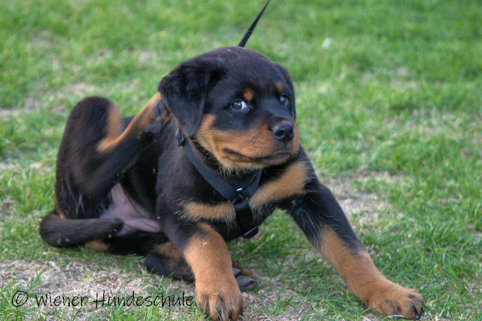 Welpen Einzelstunde Beratung und Training