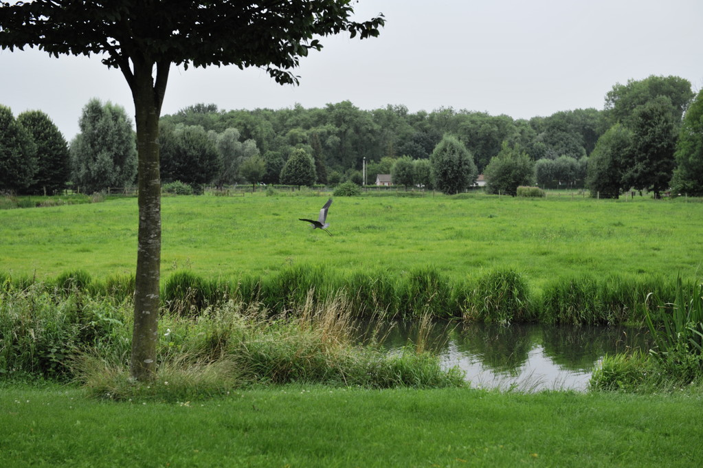 Héron cendré par Richard Soberka
