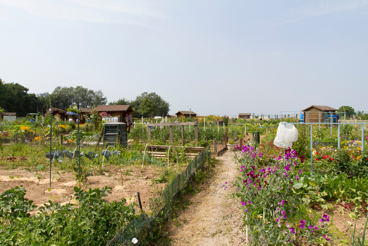 Loos par Laurent Mayeux