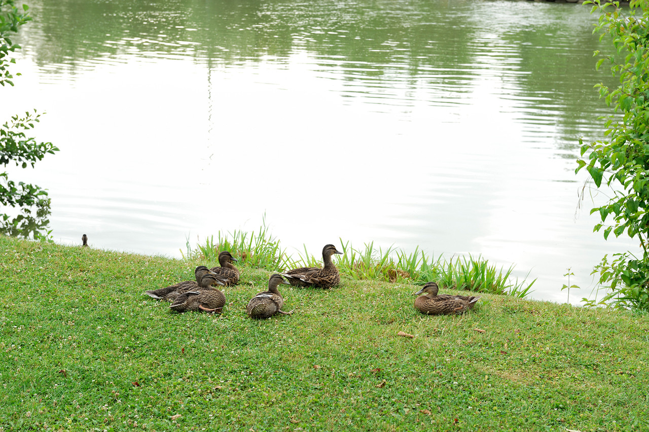 l'étang de pêche par Richard Soberka