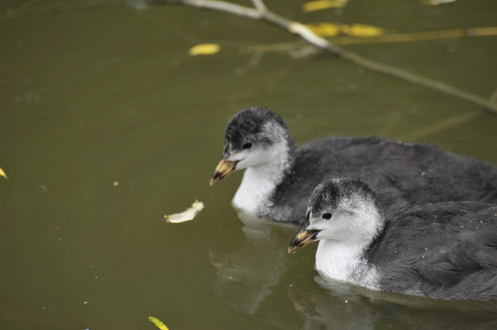 Les petits canards de la Deûle! - Richard Soberka