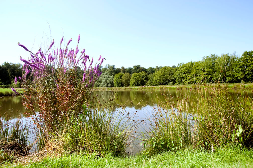 Pâture d'Haisne par Sebastien Jarry