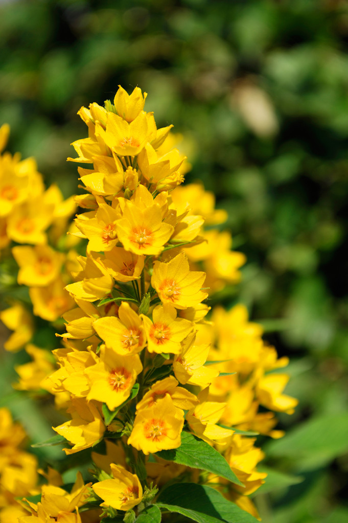 Lysimaque à Englos par Richard Soberka