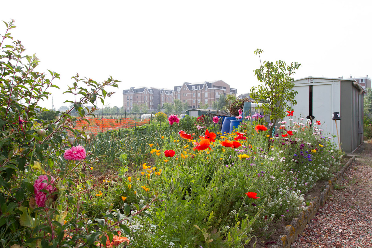 Lesquin par Sophie Mayeux