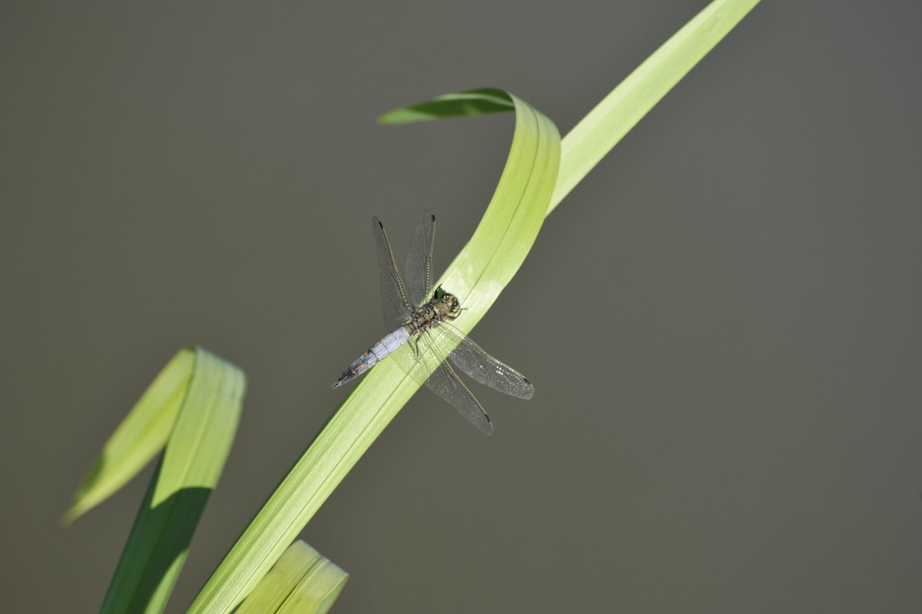 Libellule bleue par Richard Soberka