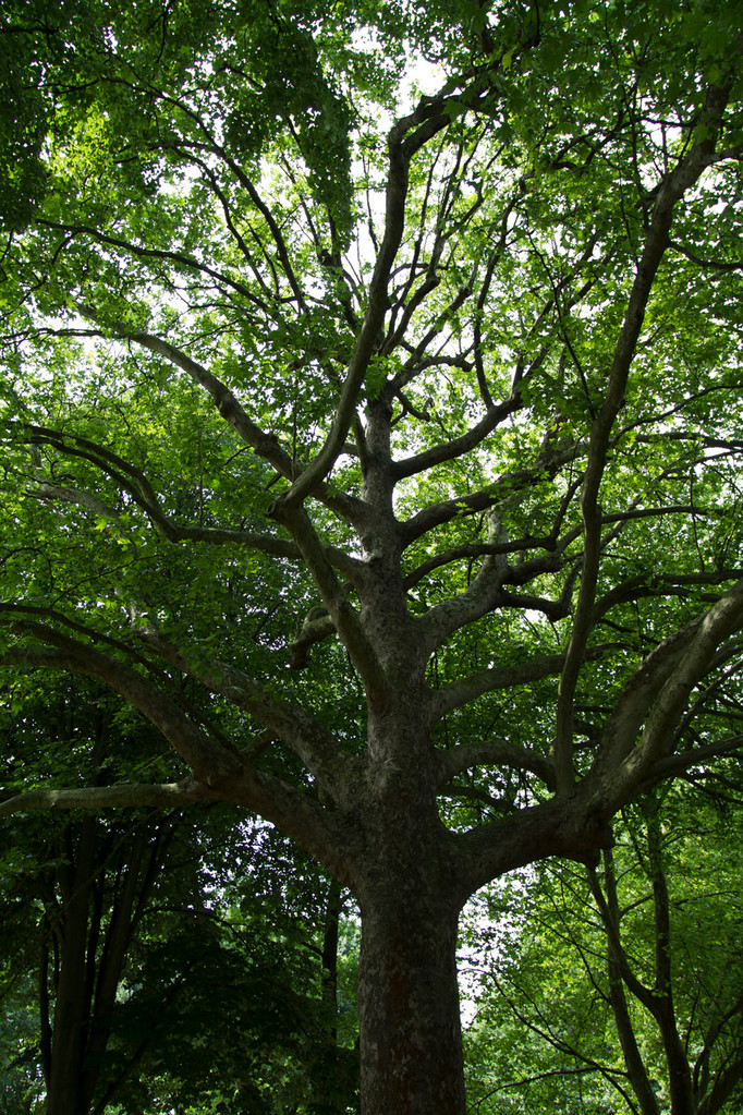 Platane "Fantastic" par Sophie Mayeux