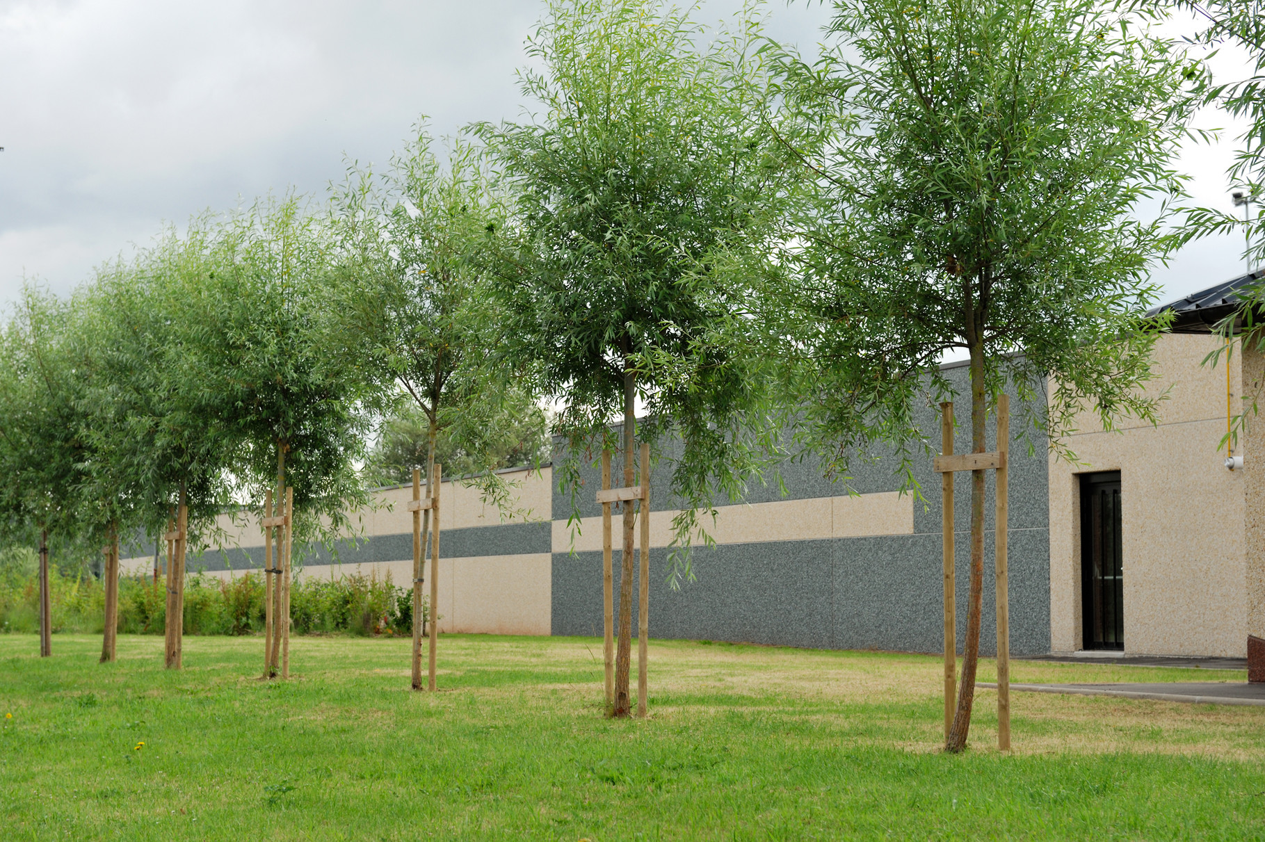 Saint-Martin-Laert, Alignement de saules Têtard Rue du Rivage par Richard Soberka