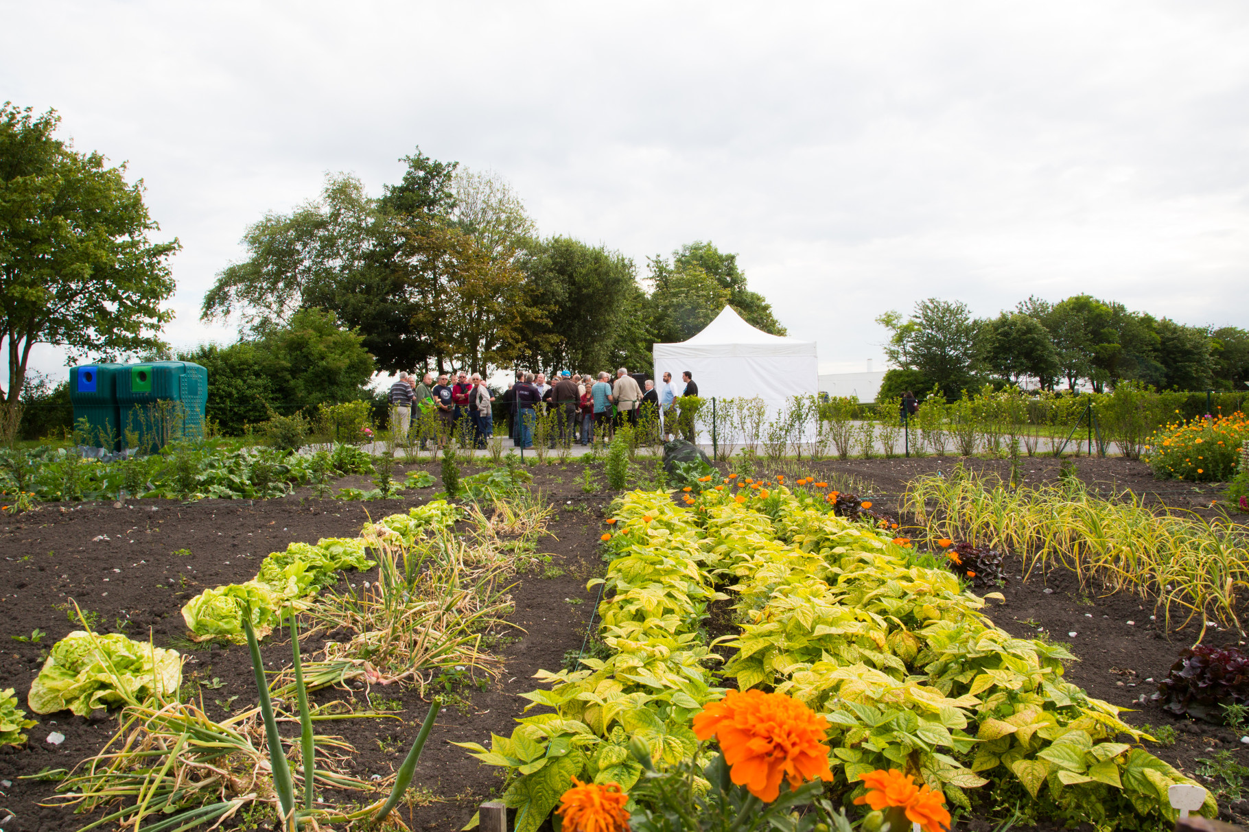 Jardins ouvriers  de la « Porte de Lille » à Calais par Denis Paillard