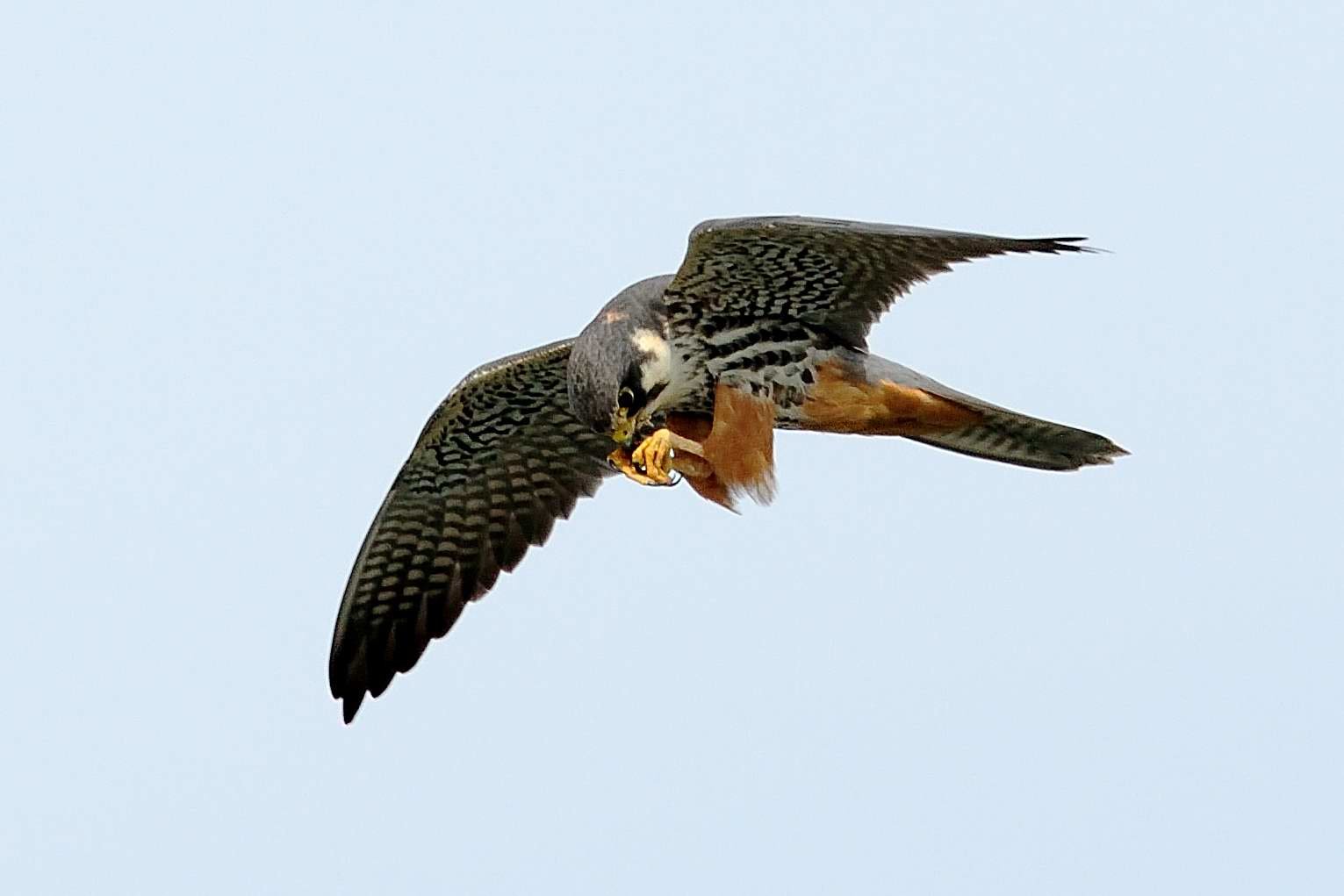 Baumfalke - Mossburger Stausee