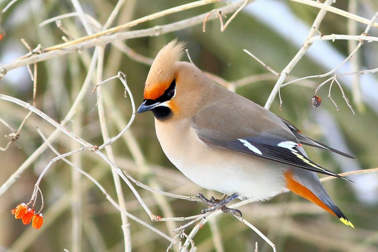 Seidenschwanz (Auwald Hallbergmoos)
