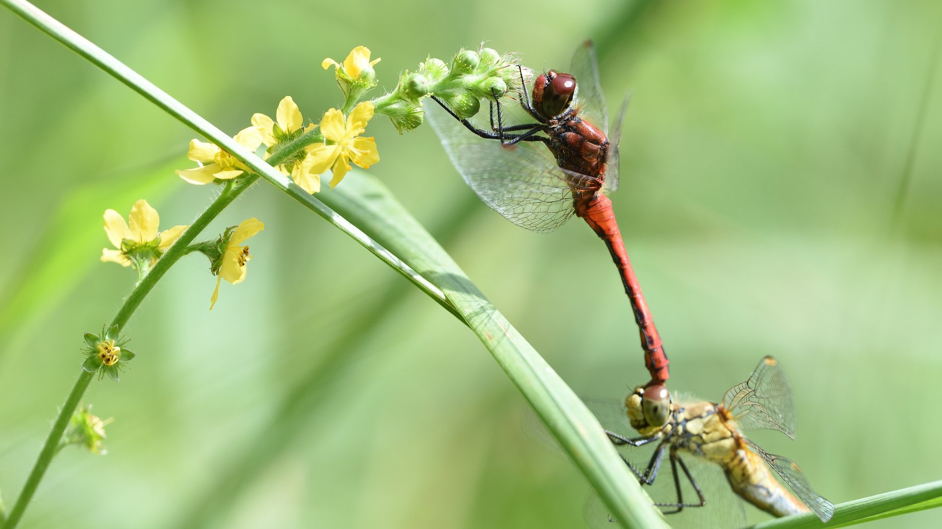 Blutrote Heidelibelle