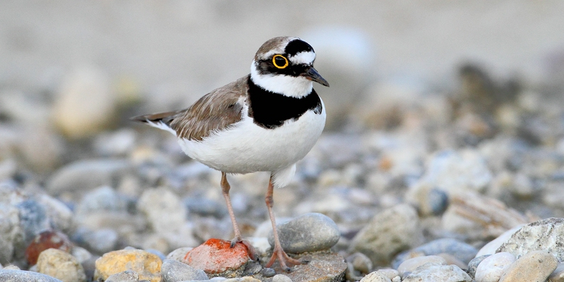 Brutvogel Flussregenpfeifer