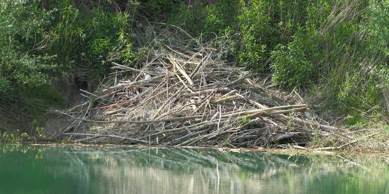 Biberburg am Nordufer